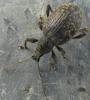 Otiorhynchus aurifer